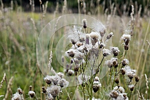 The wild grass meadow in sunny weather