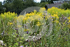 The wild grass meadow in sunny weather