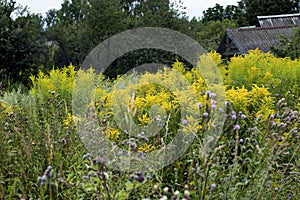 The wild grass meadow in sunny weather