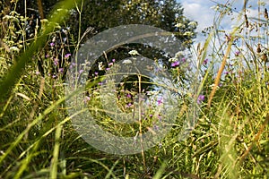 The wild grass meadow in sunny weather