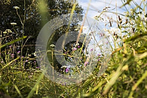 The wild grass meadow in sunny weather