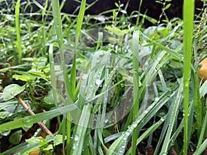 Wild grass in the morning. Dew on the wild grass.