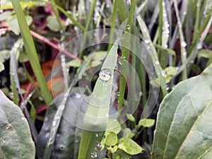 Wild grass in the morning. Dew on the wild grass.