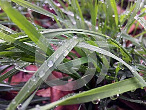 Wild grass in the morning. Dew on the wild grass.