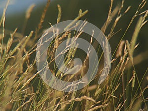 wild grass in mountains