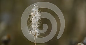 Wild grass , Poaceae or Gramineae