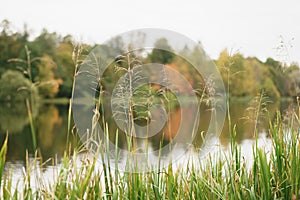 Wild grass on pond in autumn season