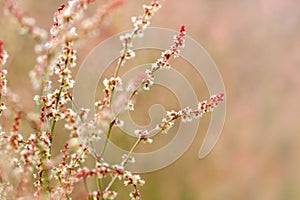 Wild grass with red flowers