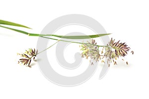 Wild grass with seeds on white background