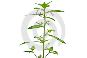 A wild grass stalk named Bastard pennyroyal has small green leaves and purple flowers