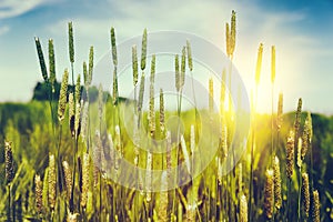 Wild grass at summer sunset