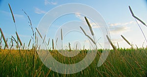 Wild grass sway on wind and sun rays in meadow. Plant blowing on nature in august summer field. Herb on countryside