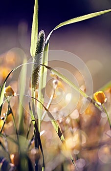 Wild grass - Timothy-grass