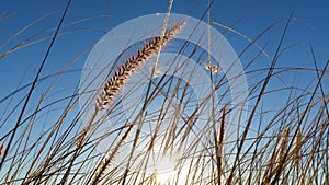 Wild grass warm Summer Sun Light