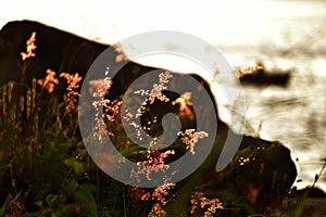 Wild grass waves during summer sunset