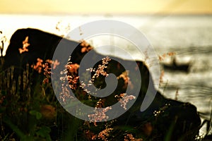 Wild grass waves during summer sunset