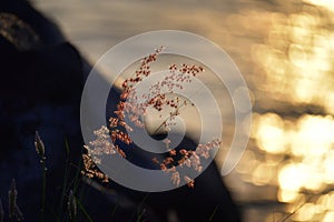 Wild grass waves during summer sunset