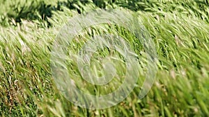 Wild grass waving on strong wind in field