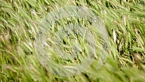 Wild grass waving on strong wind in field