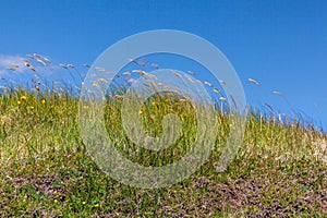 Wild Grass in the Wind. Harris, Western Isles, Scotland. photo