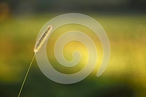 Wild grass on a yellow background