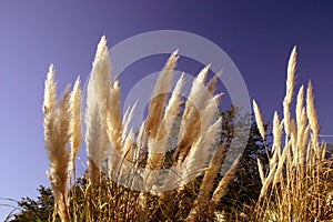 Wild Grasses