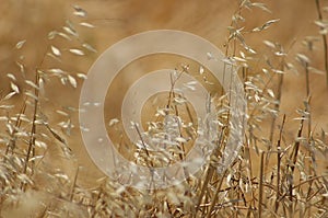 Wild Grasses photo