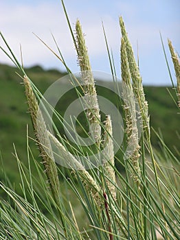 Wild Grasses