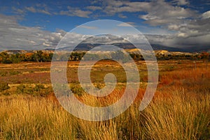 Wild Grasses photo