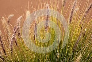 Wild Grasses in Afternoon Light