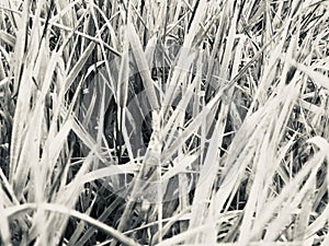 Wild grasses in black and white