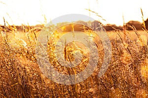 Wild grasses on the edge of a field glowing in golden sunset light