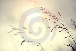 Wild grasses in a field at sunset. Shallow depth of field