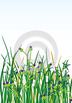 Wild grasses flowers background