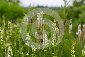 Wild grasses and flowers blooming in the meadow. Natural background, selective focus. The concept of environmental protection.