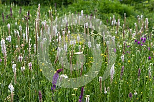 Wild grasses and flowers blooming in the meadow. Natural background, selective focus. The concept of environmental protection.