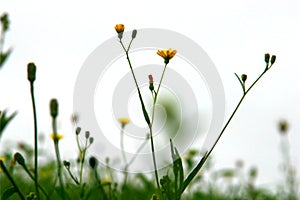 Wild Grasses in Motion photo