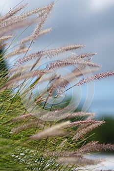 Wild grasses in the summer breeze