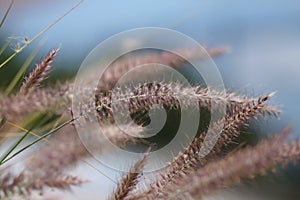 Wild grasses in the summer breeze