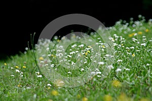 Wild Grasses and summer wind