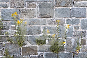 Wild grasses with yellow flowers growing out of crevices or cracks over old rock walls