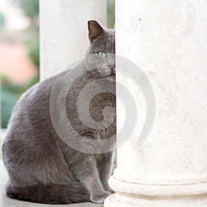Wild gray Carthusian Cat