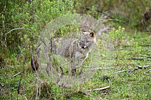 Wild gray fox behind bush