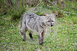 Wild gray fox on the grass