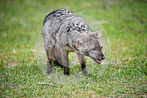 Wild gray fox on the grass
