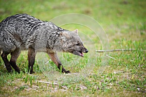Wild gray fox on the grass
