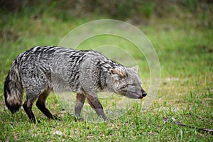 Wild gray fox on the grass