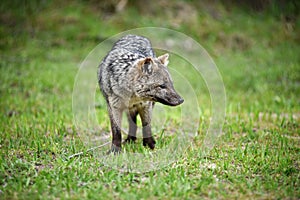 Wild gray fox on the grass