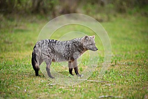 Wild gray fox on the grass