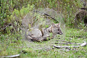 Wild gray fox on the grass